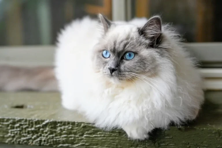 balinese cats and allergies