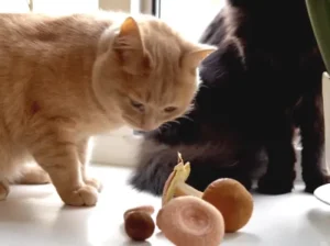 Can Cats Eat Mushrooms? Risks, Care & Prevention Tips 2 can cats eat mushrooms