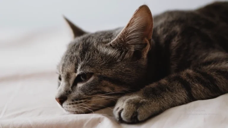 cat breathing rapidly