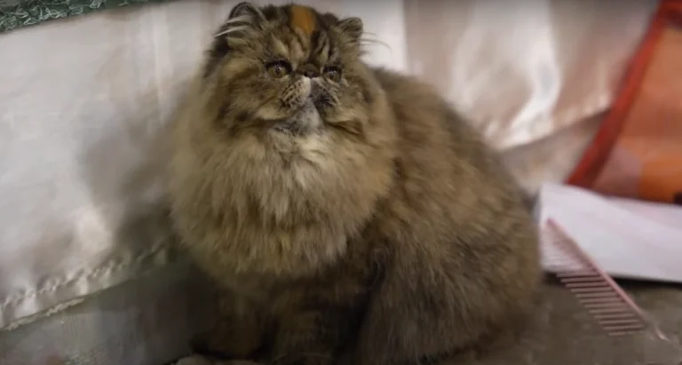 chocolate persian cat