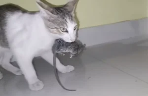 Do Cats Eat Mice? 3 do cats eat mice