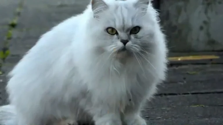 how to make cat's fur softer