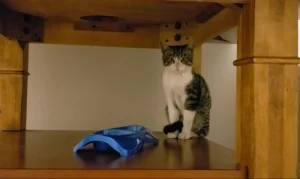 How to Tame a Wild Kitten: A Comprehensive Guide 8 how to tame a wild kitten