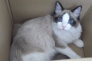 Lynx Point Ragdoll: All You Need To Know 20 lynx point ragdoll