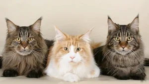 Maine Coon Colors & Patterns Explained 19 maine coon colors