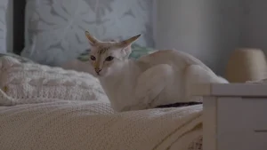 Seychellois Cat Breed: Characteristics & Care Guide 16 seychellois cat