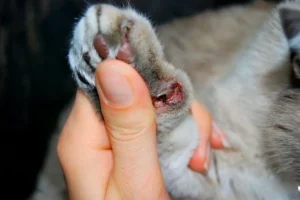 Split Claws in Cats: Cat Nail Disorder 1 split claws in cats