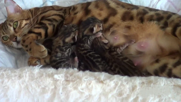 inverted nipple on cats