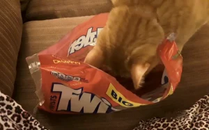 Can Cats Eat Twizzlers? Vet-Approved Safety Guide (2025) 1 can cats eat twizzlers