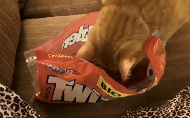 can cats eat twizzlers